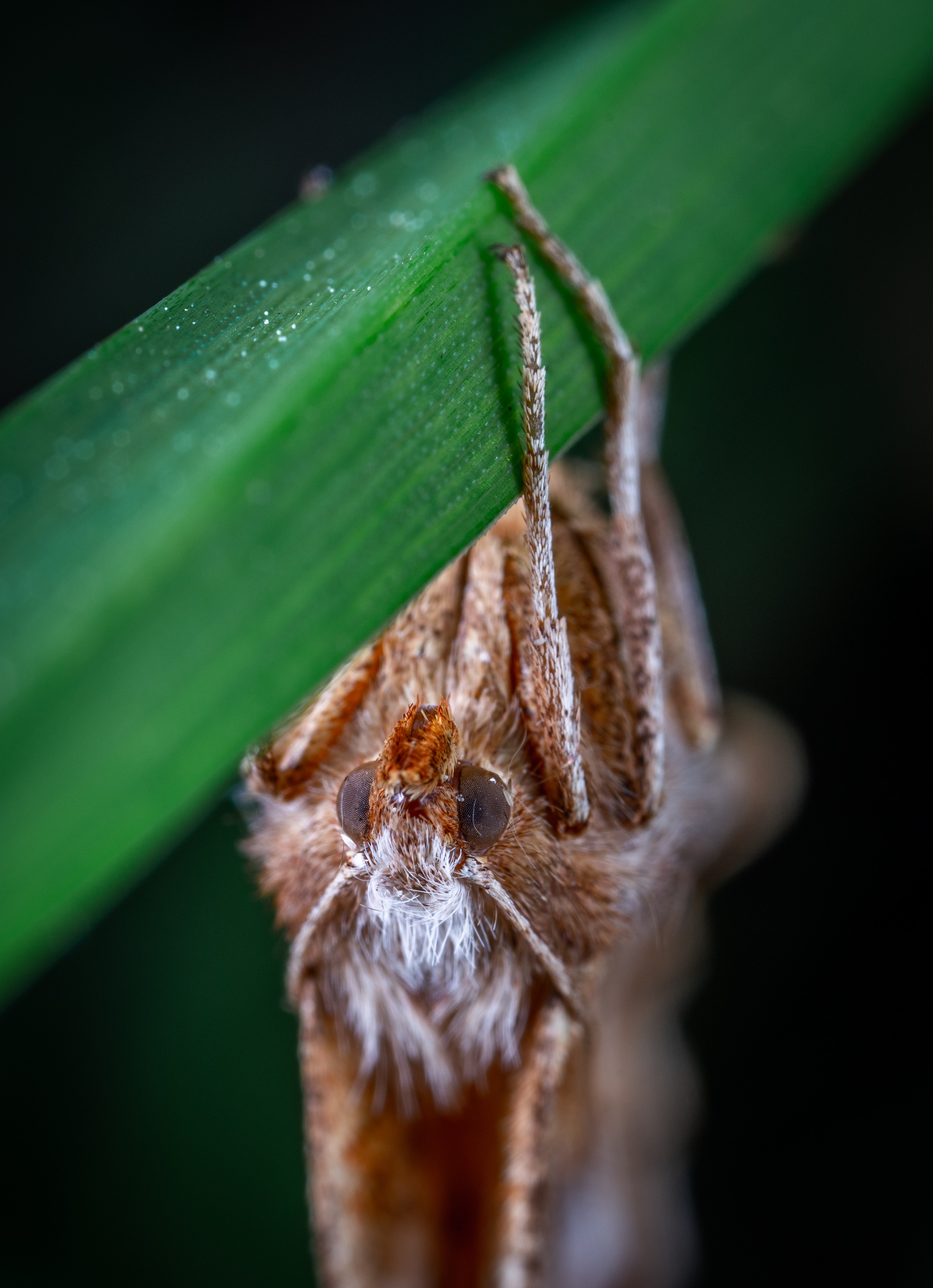 Moth on leaf